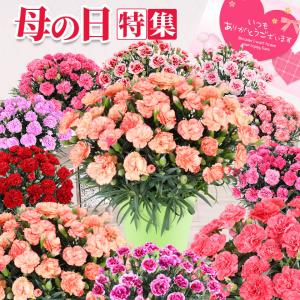 Sendico - JDirectItems Membeli-belah | Flowers, Gardening Sendico - JDirectItems Membeli-belah | Flowers, Gardening